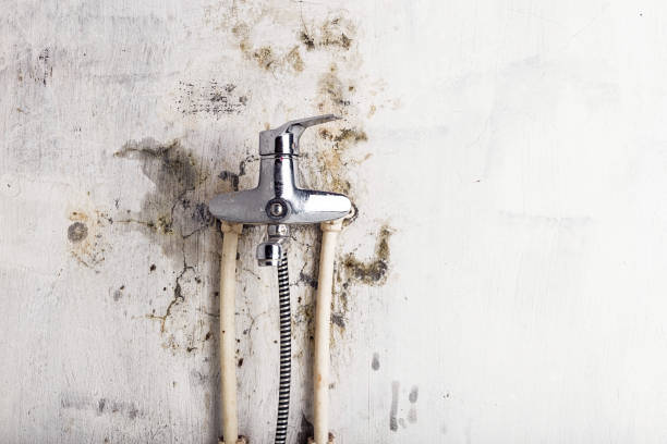Certified Mold Removal in West Buechel, KY
