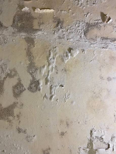 Best Professional Mold Removal  in West Buechel, KY
