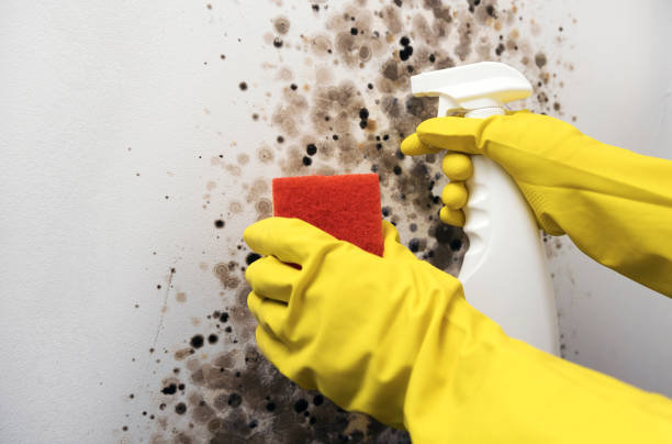 Best Mold Removal and Inspection  in West Buechel, KY