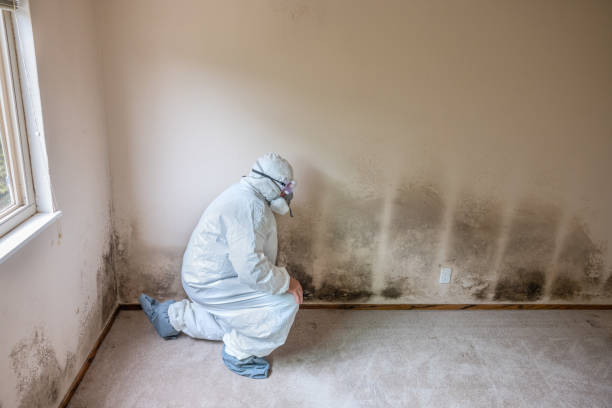 Best Toxic Mold Removal  in West Buechel, KY