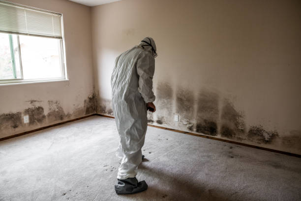 Best Best Mold Removal Companies  in West Buechel, KY