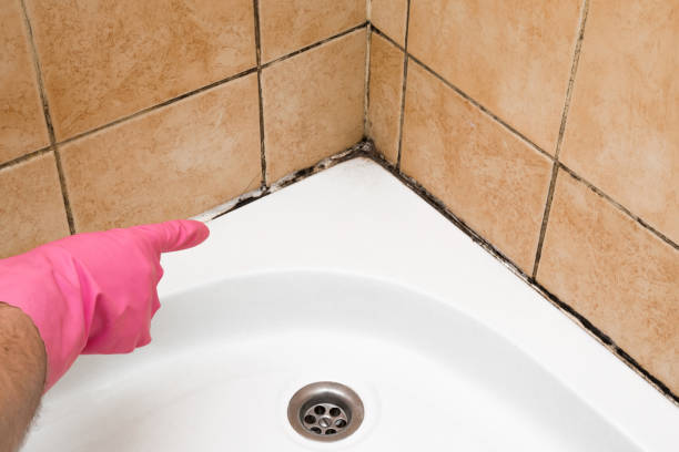Best Fast Mold Removal  in West Buechel, KY
