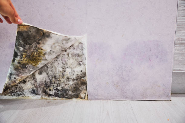 Best Residential Mold Removal  in West Buechel, KY